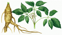 Ginseng AGHD Srl